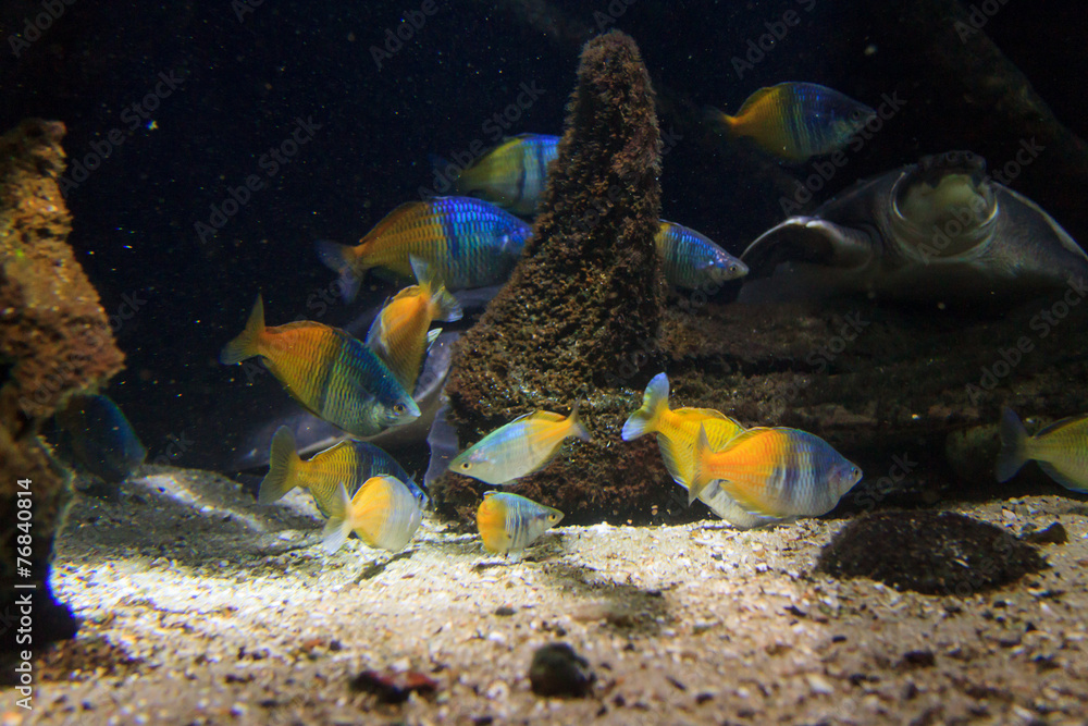 Fototapeta premium Aquarium