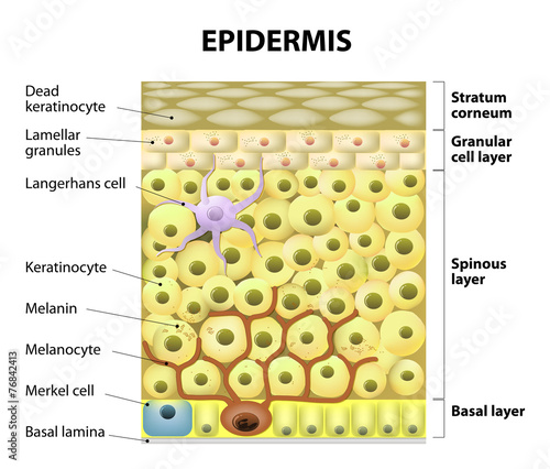 Cell in the epidermis photo
