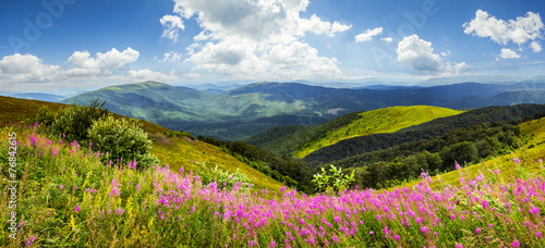 wild flowers on the mountain top #76842615