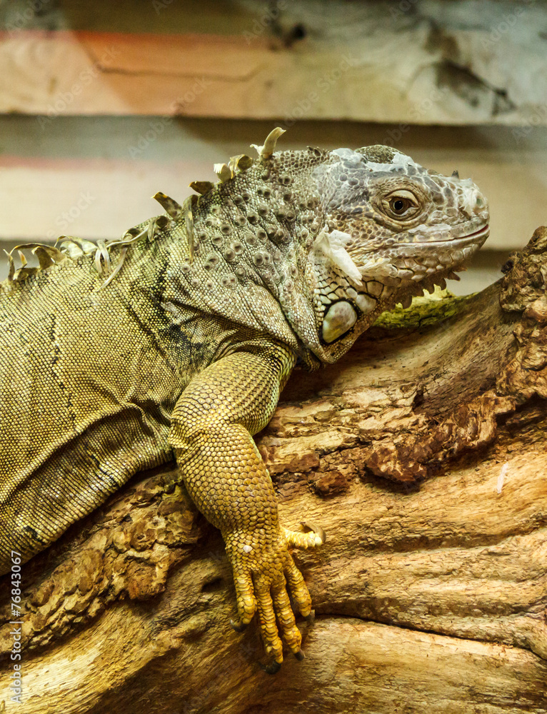 Fototapeta premium Iguane