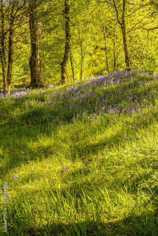 Obraz premium Bluebell Flowers