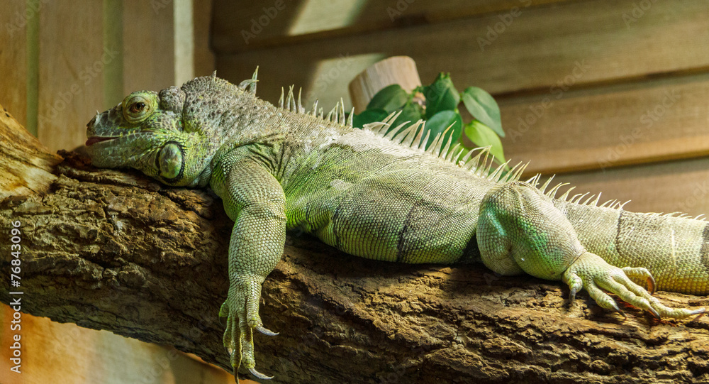Fototapeta premium Iguane