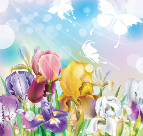 Fototapeta Naklejka Na Ścianę i Meble -  Background with Iris flowers