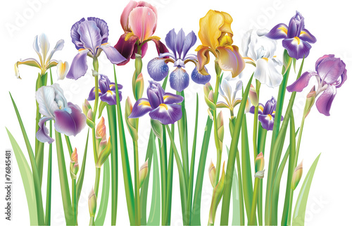 Fototapeta Naklejka Na Ścianę i Meble -  Border of multicolor Iris flowers