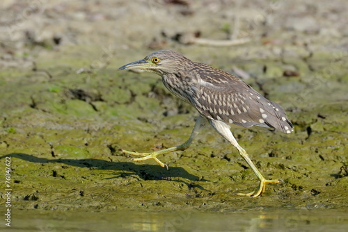 greu heron watching