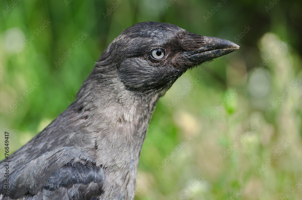 Fototapeta premium Eurasian Jackdaw Portrait