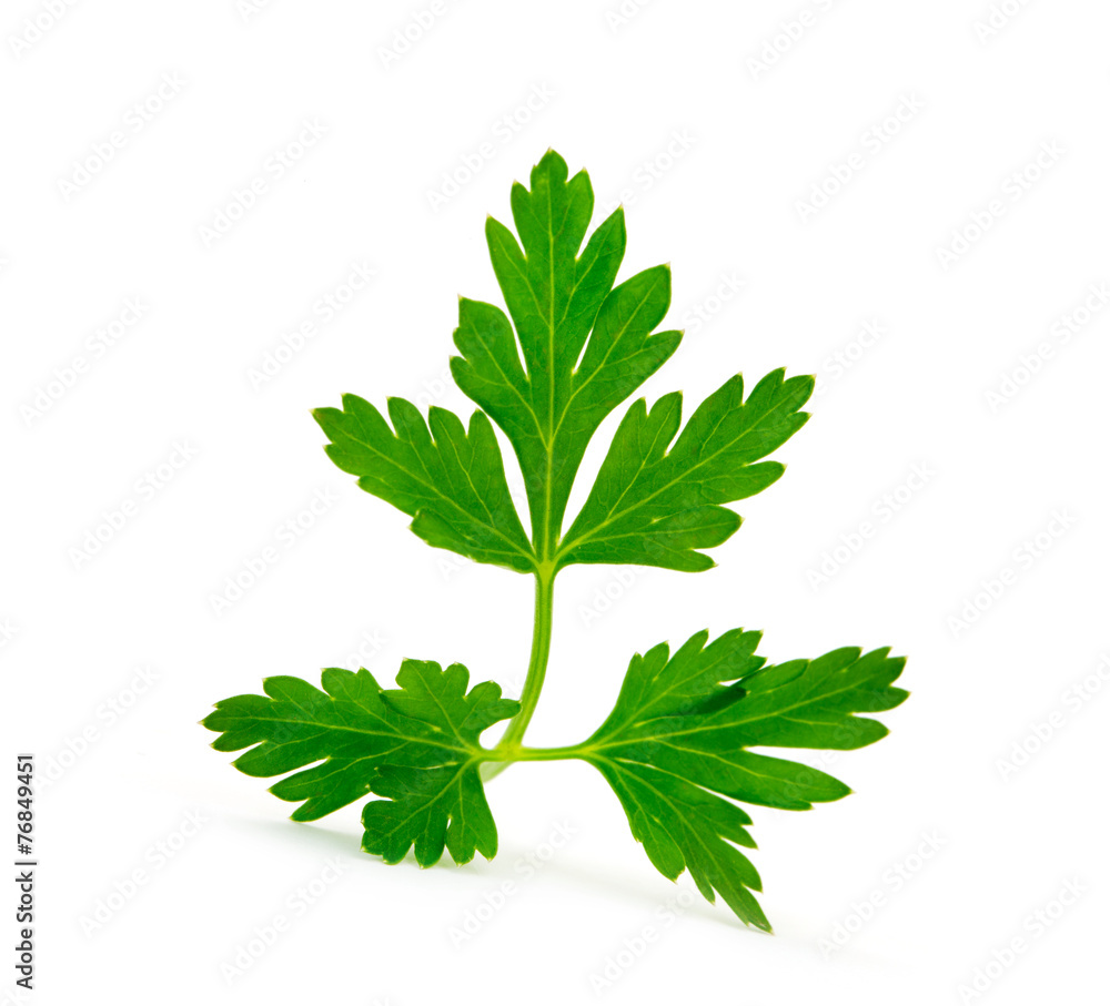 green leaves of parsley isolated on white background green leaves of parsley isolated on white background