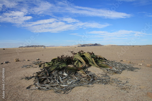 Welwitschia mirabilis