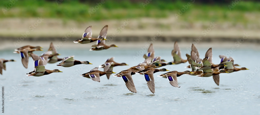 Naklejka premium wild ducks flying over the lake