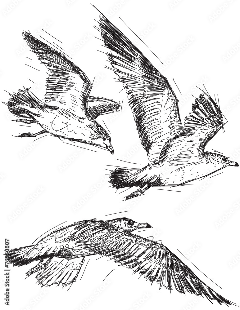 Naklejka premium Flying seagulls