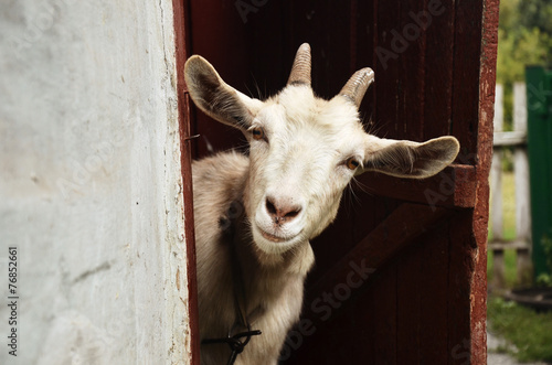 Photo Goat