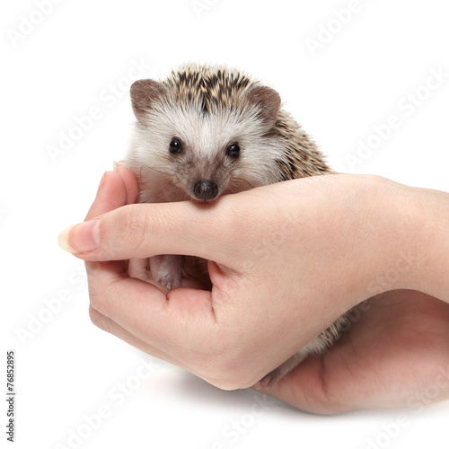 Handful of hedgehog