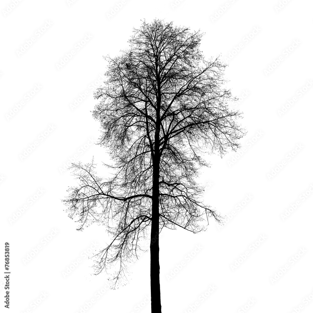 Naklejka premium Leafless birch tree silhouette isolated on white
