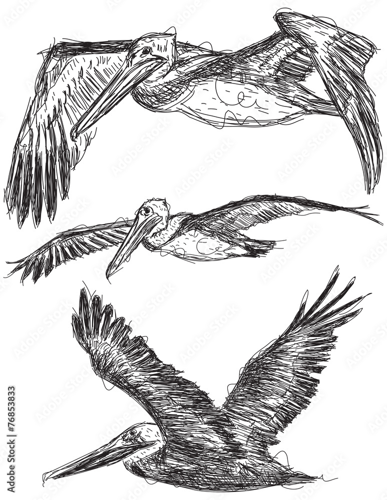 Pelican sketches