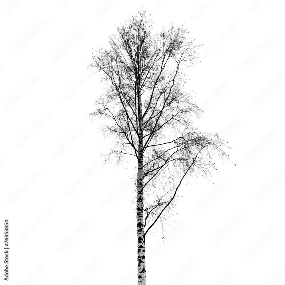 Fototapeta premium Leafless birch tree silhouette isolated on white