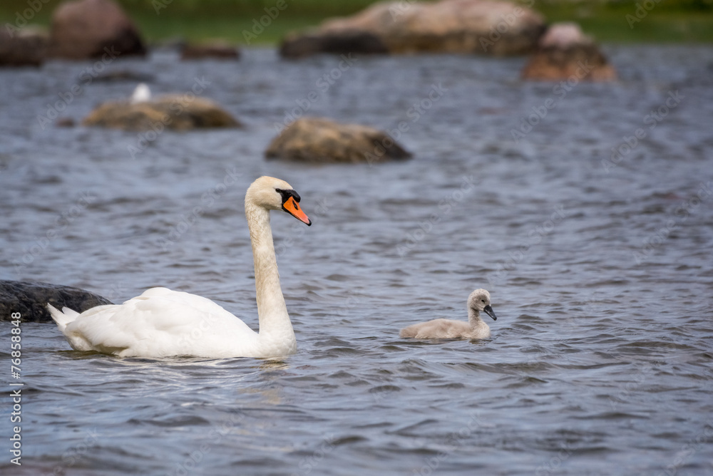 Swans chick