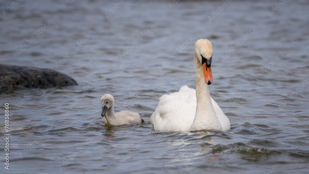 Obraz premium Swan and chick