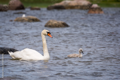 Swans chick