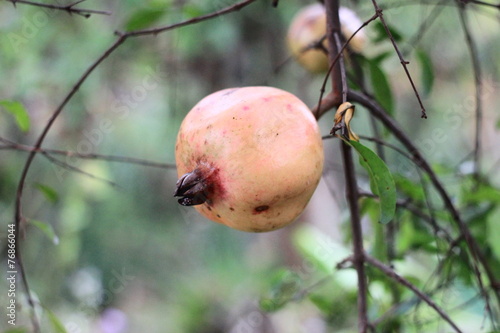 Pomegranate fruit photo