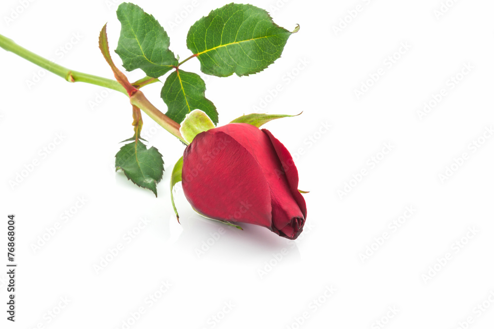 Fototapeta premium Red rose.