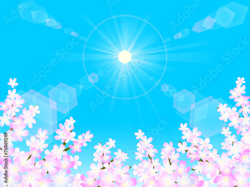 さくら背景　晴天