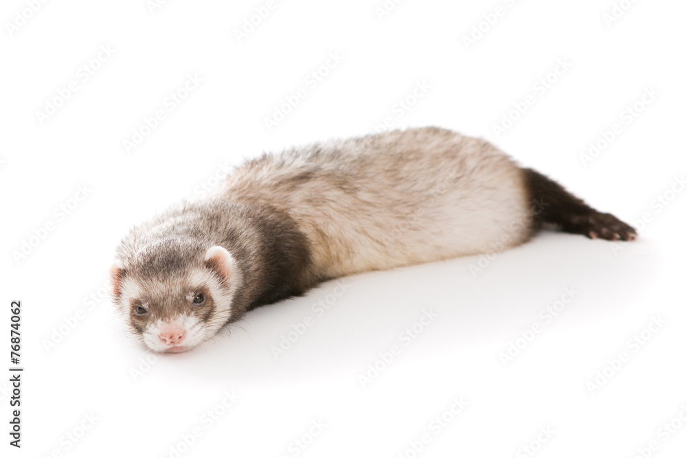 Fototapeta premium Ferret isolated