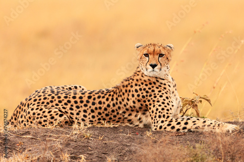 Tablou canvas Male cheetah in Masai Mara