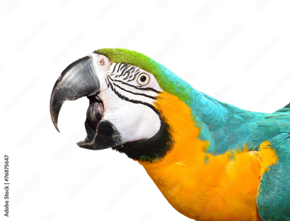 Screaming Blue and Gold Macaw