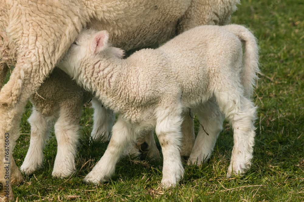 Obraz premium detail of suckling lamb