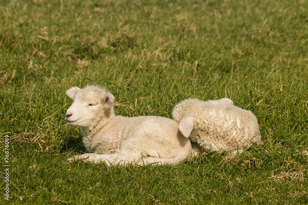 Obraz premium two lambs resting on grass