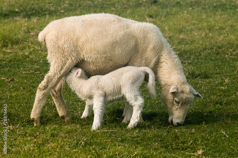 Naklejka premium ewe with suckling lamb