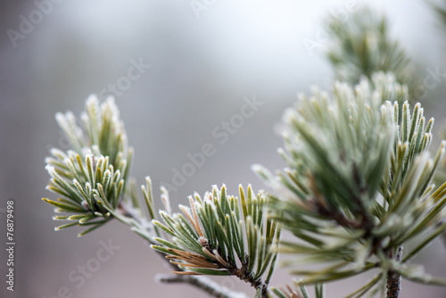 pine tree closeup with frost