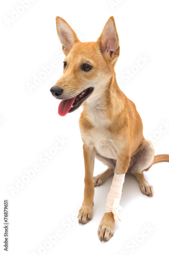 Elastic bandage on puppy's leg © bochimsang