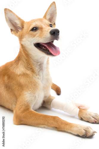 Elastic bandage on puppy's leg