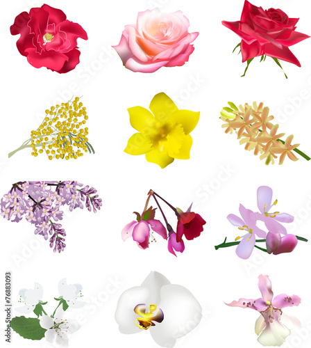 Fototapeta Naklejka Na Ścianę i Meble -  set of twelve isolated flowers on white