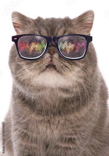 Photography blue classic tabby exotic shorthair with raving glasses