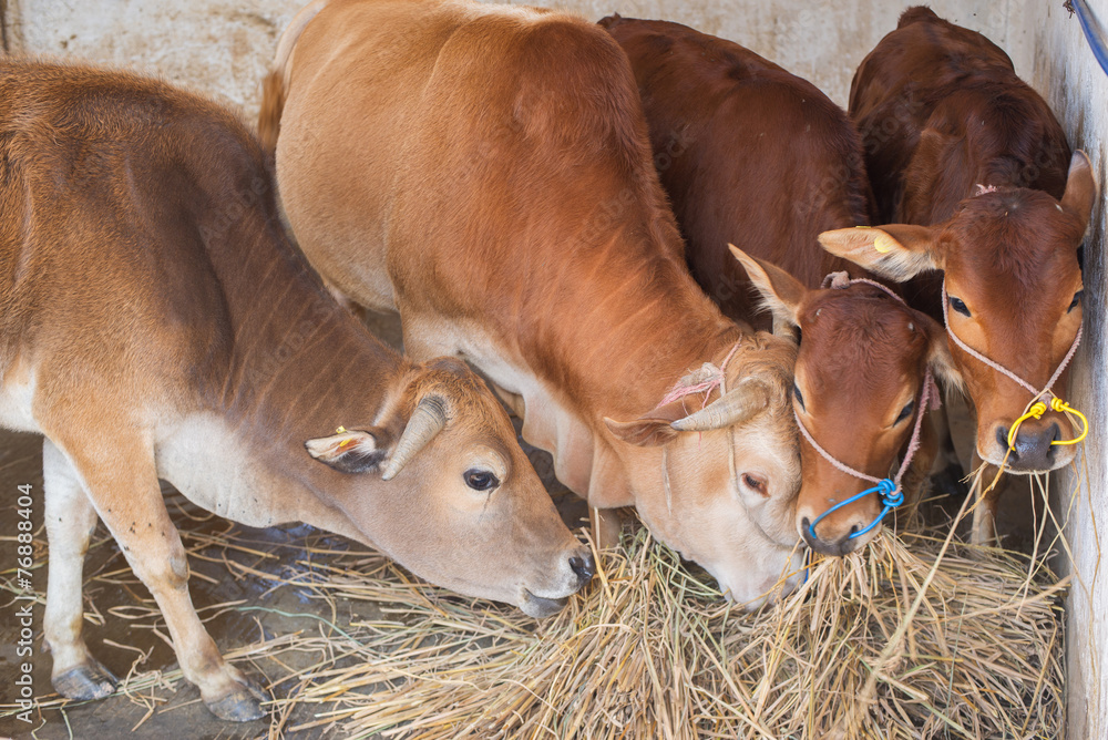 cows eating hay