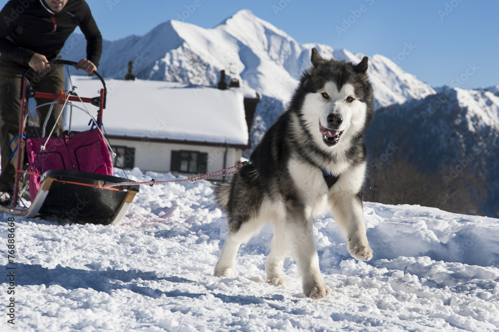 Sleddog Sleddog
