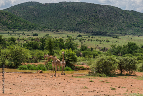 Giraffe  Pilanesberg national park. South Africa.