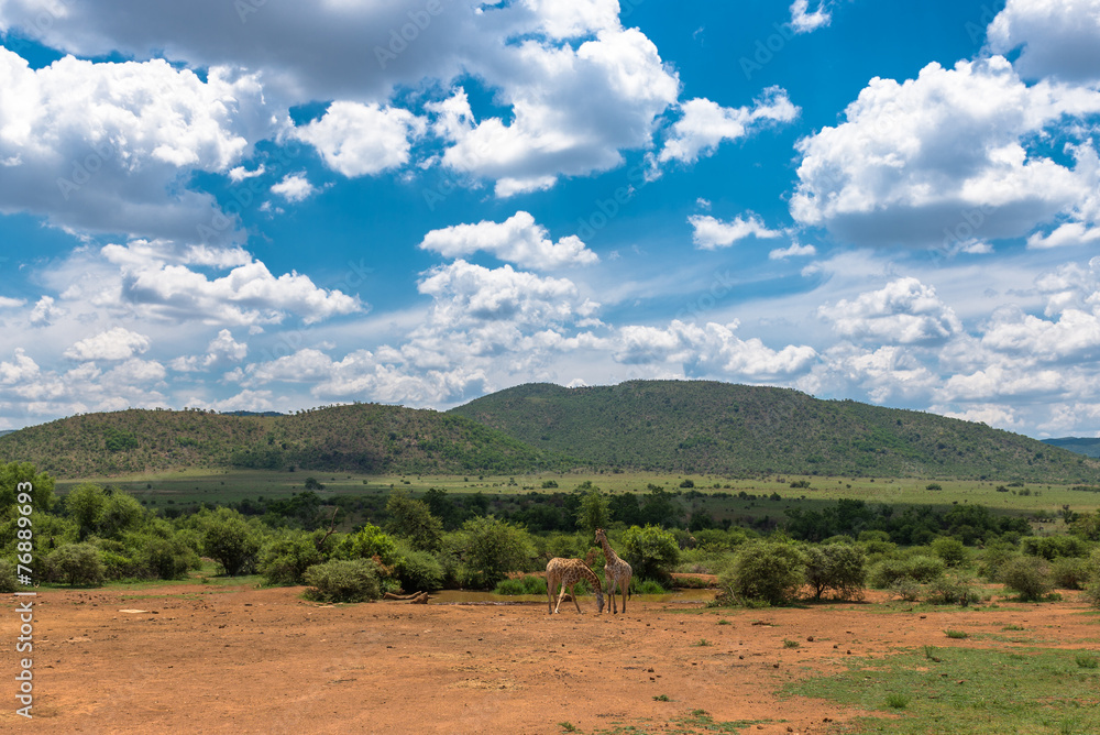 Giraffe, Pilanesberg national park. South Africa.