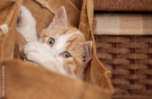 Cat in bag