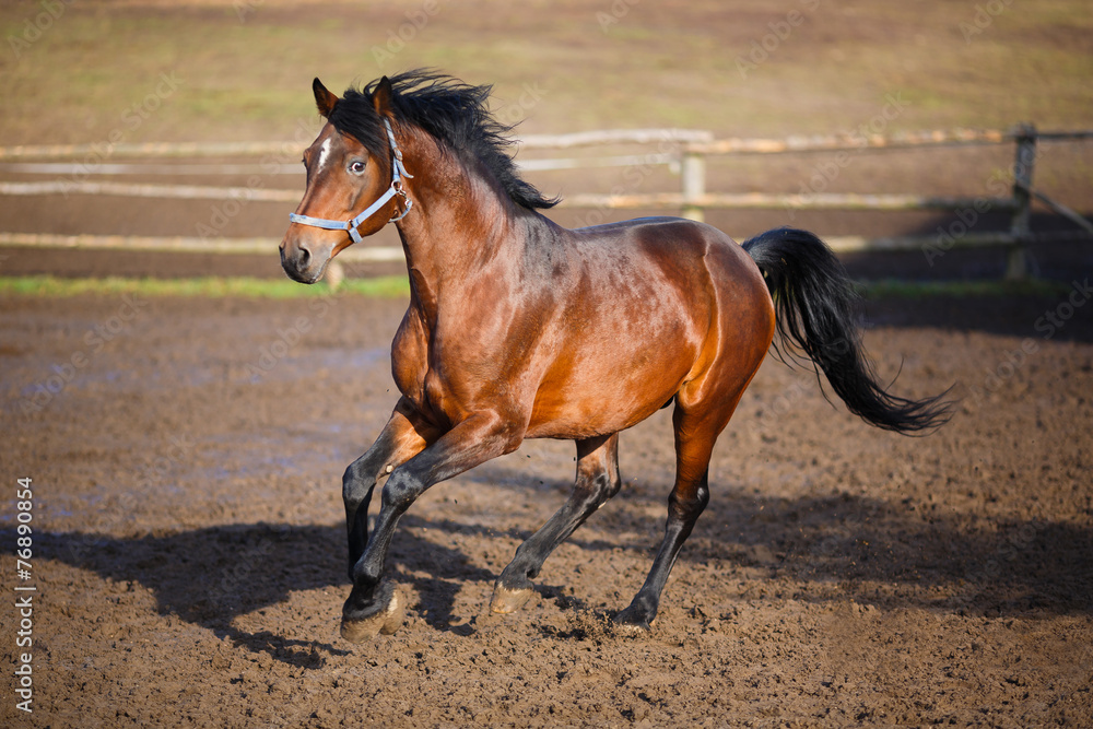 Obraz premium Running horse