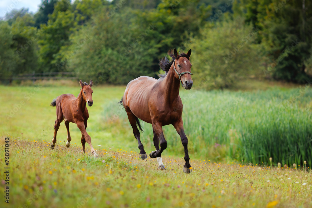 Horse and foal Horse and foal