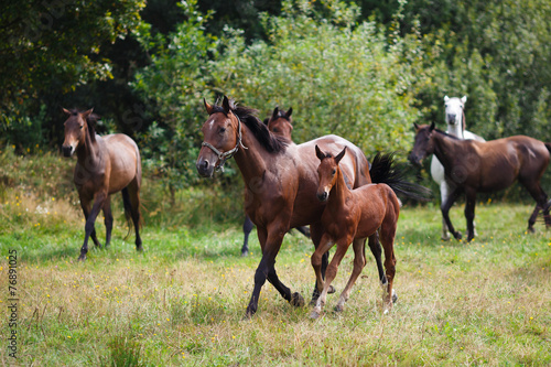 Herd of horses © castenoid