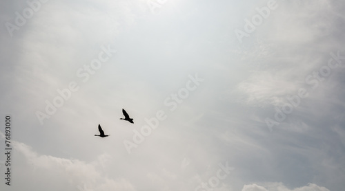 Two ducks flying together