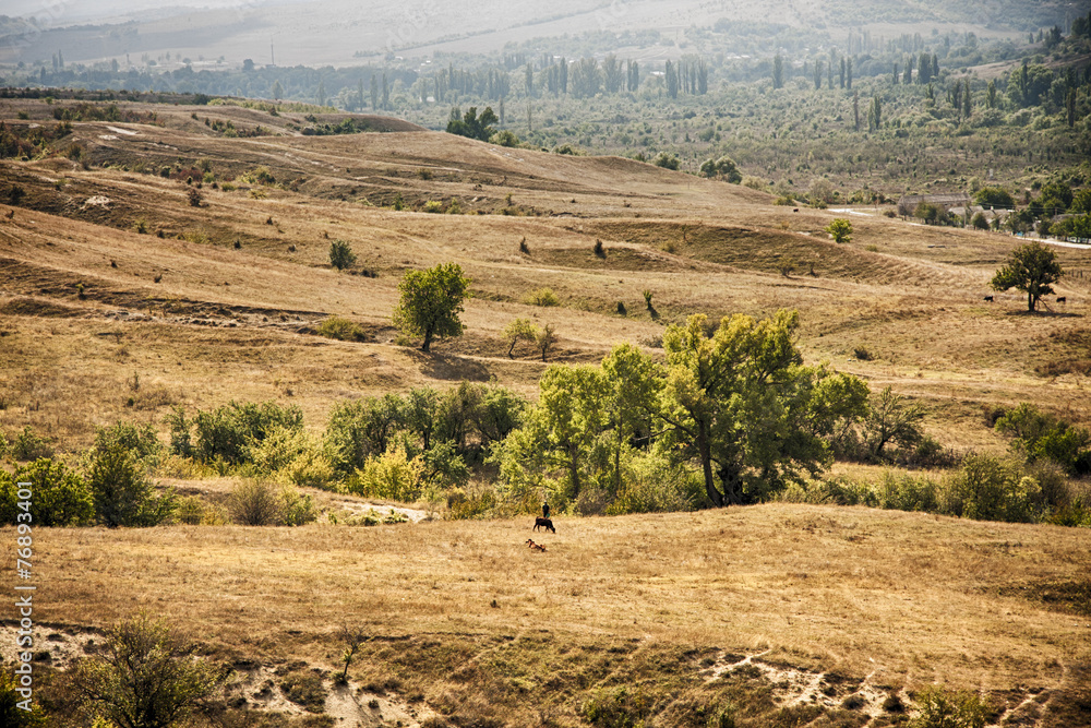 Fototapeta premium the tree on the hill in a late summer