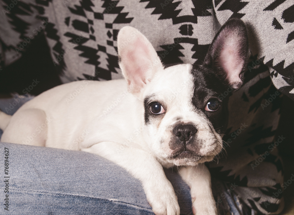 Puppy french bulldog