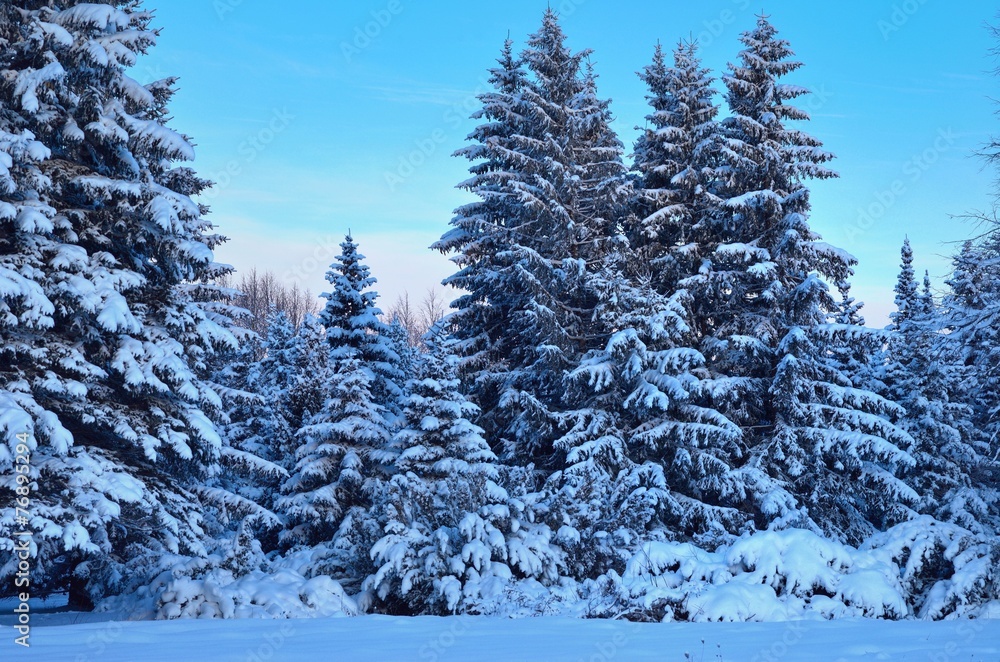 Fototapeta premium Winter morning