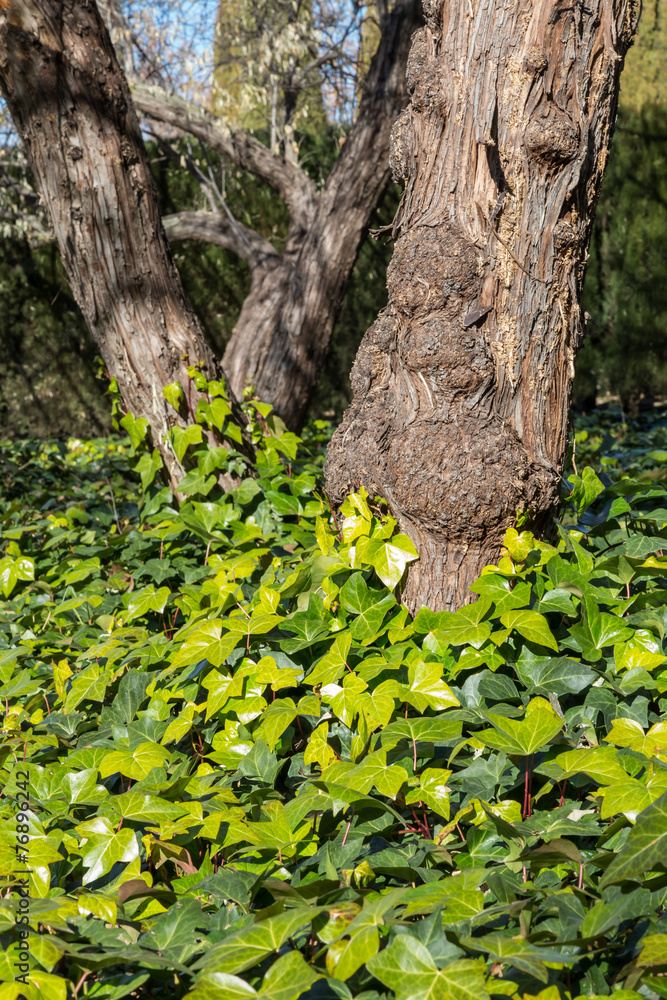 Obraz premium tree trunks and leaves