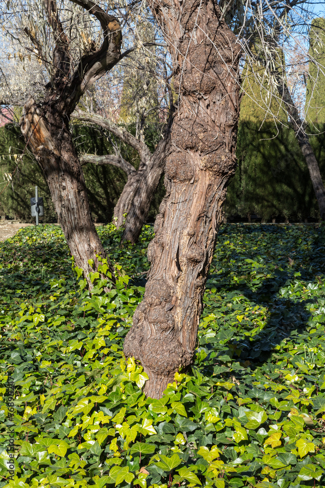 Fototapeta premium tree trunks and leaves